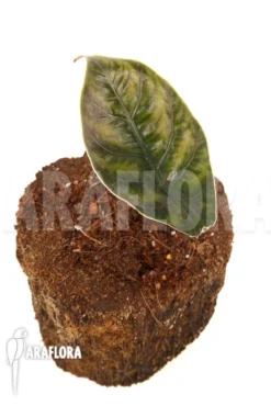 Alocasia Azlanii 'starter' -Green Haven Sales Store Alocasia azlanii starter 3