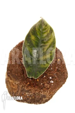 Alocasia Azlanii 'starter' -Green Haven Sales Store Alocasia azlanii starter 4