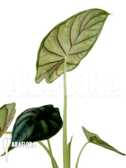 Alocasia Baginda 'M'