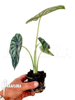 Alocasia Baginda 'M' -Green Haven Sales Store Alocasia baginda M 2