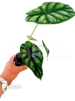 Alocasia Baginda 'M' -Green Haven Sales Store Alocasia baginda M 4