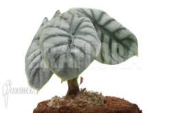 Alocasia Baginda 'Silver Dragon' 'M'