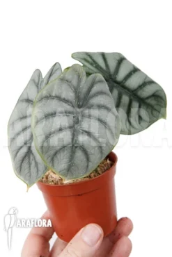 Alocasia Baginda 'Silver Dragon' 'M' -Green Haven Sales Store Alocasia baginda Silver dragon M 3