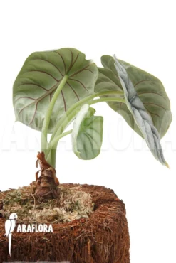 Alocasia Baginda 'Silver Dragon' 'M' -Green Haven Sales Store Alocasia baginda Silver dragon M 4