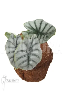 Alocasia Baginda 'Silver Dragon' 'M' -Green Haven Sales Store Alocasia baginda Silver dragon M 5