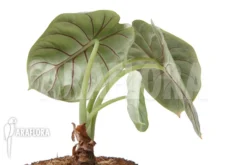 Alocasia Baginda 'Silver Dragon' 'M' -Green Haven Sales Store Alocasia baginda Silver dragon M 6