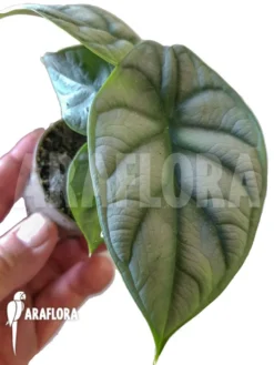 Alocasia Baginda 'Silver Dragon' Starter