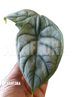 Alocasia Baginda 'Silver Dragon' Starter -Green Haven Sales Store Alocasia baginda Silver dragon Starter 2