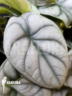 Alocasia Baginda 'Silver Dragon' Starter -Green Haven Sales Store Alocasia baginda Silver dragon Starter 4