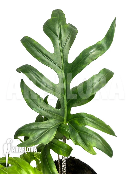 Alocasia Brancifolia 1 Alocasia Brancifolia