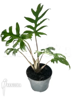 Alocasia Brancifolia 5 Alocasia Brancifolia -Green Haven Sales Store Alocasia brancifolia 2