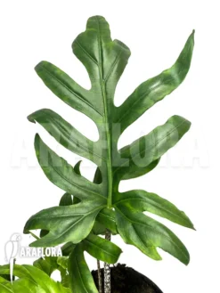 Alocasia Brancifolia 'S'