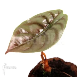 Mirrorplant Alocasia Cuprea -Green Haven Sales Store Alocasia cuprea 3