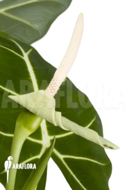 Alocasia Micholitziana ‘Frydek’