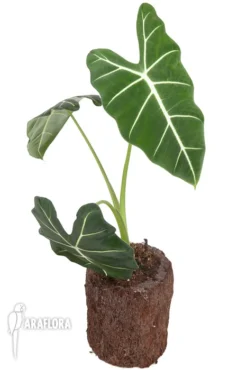 Alocasia Micholitziana ‘Frydek’ -Green Haven Sales Store Alocasia frydek 3