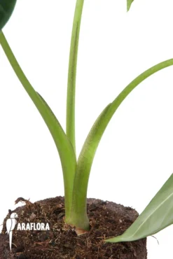 Alocasia Micholitziana ‘Frydek’ -Green Haven Sales Store Alocasia frydek 4