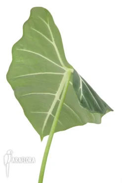 Alocasia Micholitziana ‘Frydek’ -Green Haven Sales Store Alocasia frydek 6