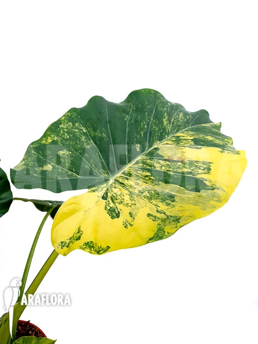 Alocasia Gageana Variegated 1 Alocasia Gageana Variegated