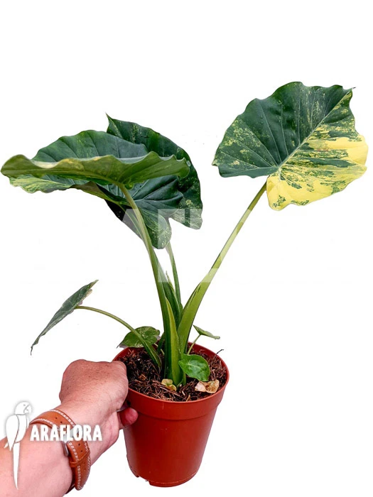 Alocasia Gageana Variegated 2 Alocasia Gageana Variegated - Image 2