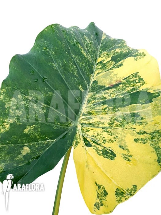 Alocasia Gageana Variegated 3 Alocasia Gageana Variegated - Image 3