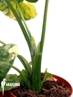 Alocasia Gageana Variegated 9 Alocasia Gageana Variegated -Green Haven Sales Store Alocasia gageana variegated 4