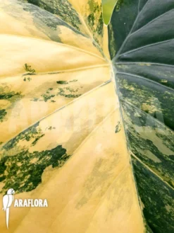 Alocasia Gageana Variegated 10 Alocasia Gageana Variegated -Green Haven Sales Store Alocasia gageana variegated 5