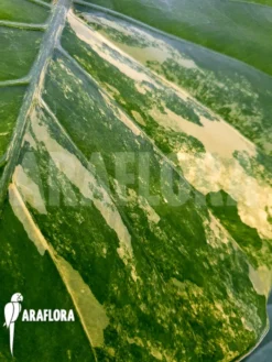 Alocasia Gageana Variegated 11 Alocasia Gageana Variegated -Green Haven Sales Store Alocasia gageana variegated 6