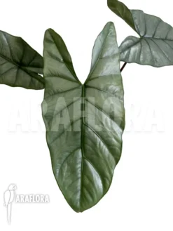 Alocasia Heterophylla 'Corazon'