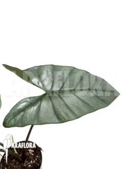 Alocasia Heterophylla 'Corazon' -Green Haven Sales Store Alocasia heterophylla Corazon 3