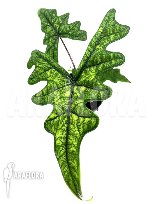 Alocasia Jacklyn 2 Alocasia Jacklyn - Image 2