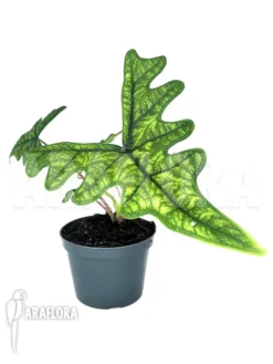 Alocasia Jacklyn 11 Alocasia Jacklyn -Green Haven Sales Store Alocasia jacklyn 2