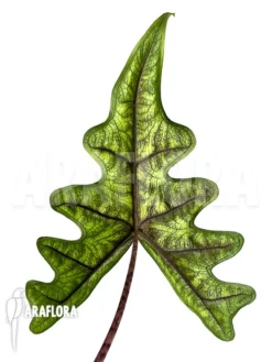 Alocasia Jacklyn 9 Alocasia Jacklyn -Green Haven Sales Store Alocasia jacklyn 4