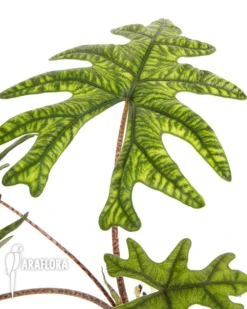 Alocasia Jacklyn
