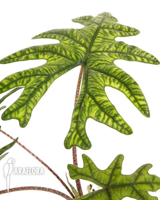 Alocasia Jacklyn 1 Alocasia Jacklyn