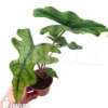 Alocasia Jacklyn 'M'