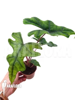 Alocasia Jacklyn 'M'