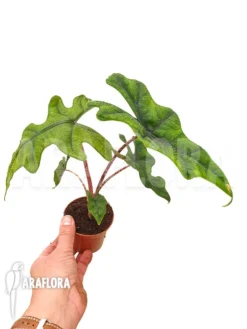Green Haven Sales Store -Green Haven Sales Store Alocasia jacklyn M 2