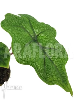 Alocasia Jacklyn D. 'groen'