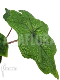 Alocasia Jacklyn D. 'groen' -Green Haven Sales Store Alocasia jacklyn d groen 3