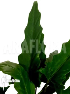 Alocasia Lauterbachiana Green Form