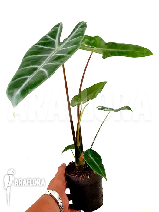 Alocasia Longiloba 2 Alocasia Longiloba - Image 2