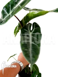 Alocasia Longiloba 8 Alocasia Longiloba -Green Haven Sales Store Alocasia longiloba 3