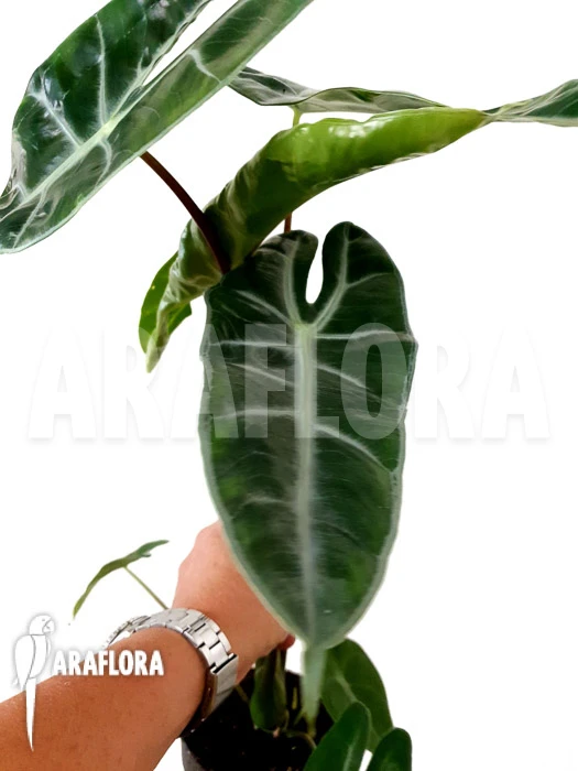 Alocasia Longiloba 3 Alocasia Longiloba - Image 3