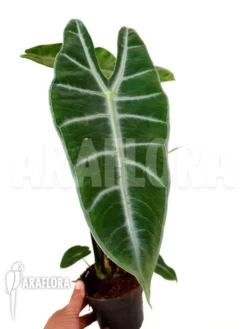 Alocasia Longiloba 9 Alocasia Longiloba -Green Haven Sales Store Alocasia longiloba 4