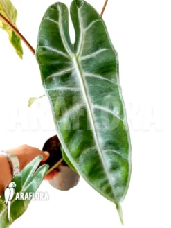 Alocasia Longiloba 10 Alocasia Longiloba -Green Haven Sales Store Alocasia longiloba 5