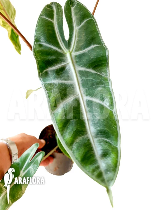 Alocasia Longiloba 5 Alocasia Longiloba - Image 5