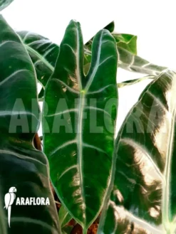 Alocasia Longiloba 11 Alocasia Longiloba -Green Haven Sales Store Alocasia longiloba 6