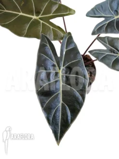 Alocasia Longiloba 'Dragon's Tooth'