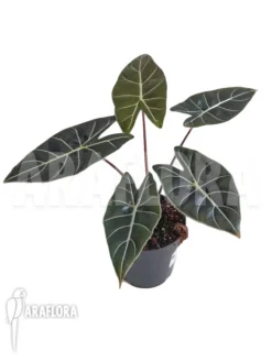 Alocasia Longiloba 'Dragon's Tooth' 5 Alocasia Longiloba 'Dragon's Tooth' -Green Haven Sales Store Alocasia longiloba dragons tooth 2
