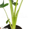 Alocasia Lutea